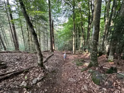 A person in light clothing walking along a forest path surrounded by tall deciduous trees with moss-covered trunks and fallen autumn leaves in Ascou, Occitanie, France